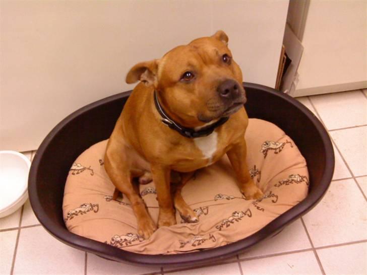 Staffordshire bull terrier Balou - du er bare sååå skøn billede 7
