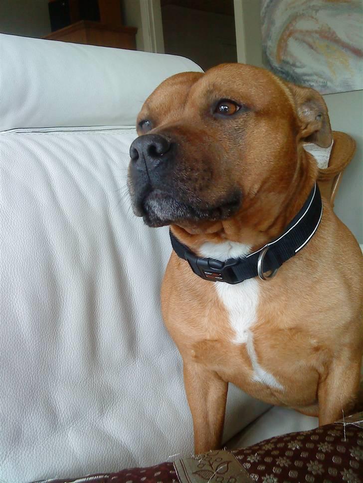 Staffordshire bull terrier Balou - Ballemand og mig <33 billede 8