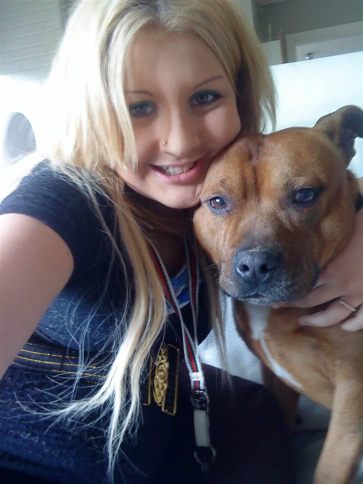 Staffordshire bull terrier Balou - Det kan seés hvor meget jeg elsker dig skat billede 9