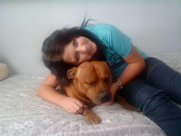 Staffordshire bull terrier Balou - jeg elsker dig over alt<33 billede 10