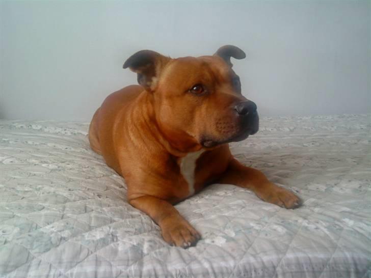 Staffordshire bull terrier Balou - du bare sådan en skøn hund billede 11