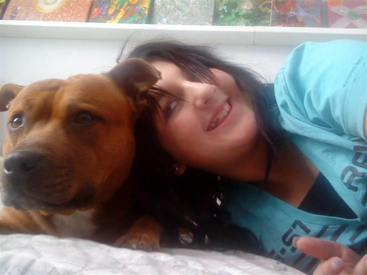 Staffordshire bull terrier Balou - min labrelaue billede 13