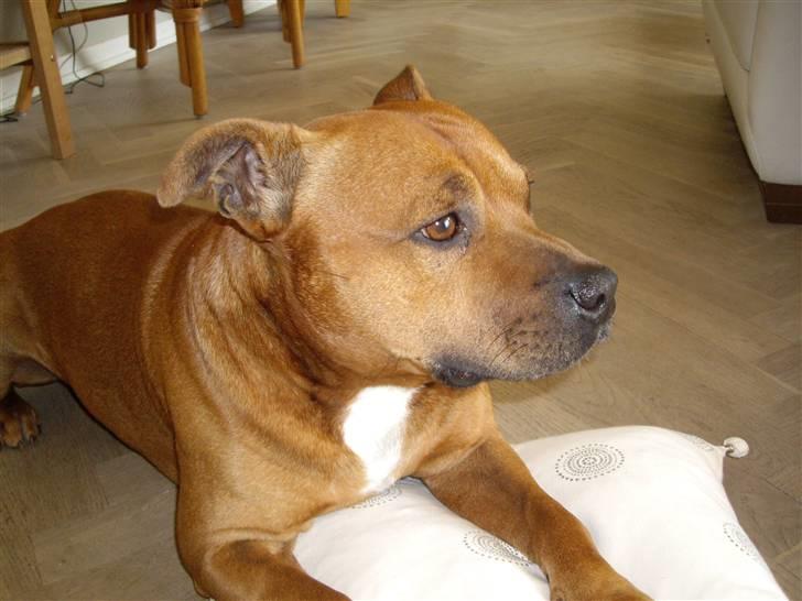 Staffordshire bull terrier Balou - jeg elsker at leve livet på puderne i stuen :D billede 15