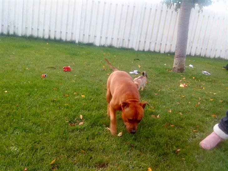 Staffordshire bull terrier Balou - Nuuur så sødt billede 16
