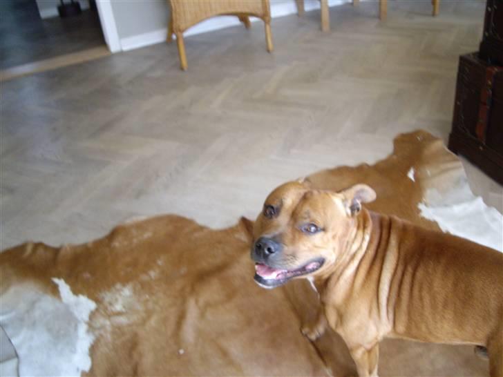 Staffordshire bull terrier Balou - BALLEMAND billede 17