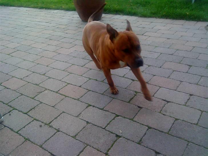 Staffordshire bull terrier Balou - Ohhh du løber hurtigt billede 18