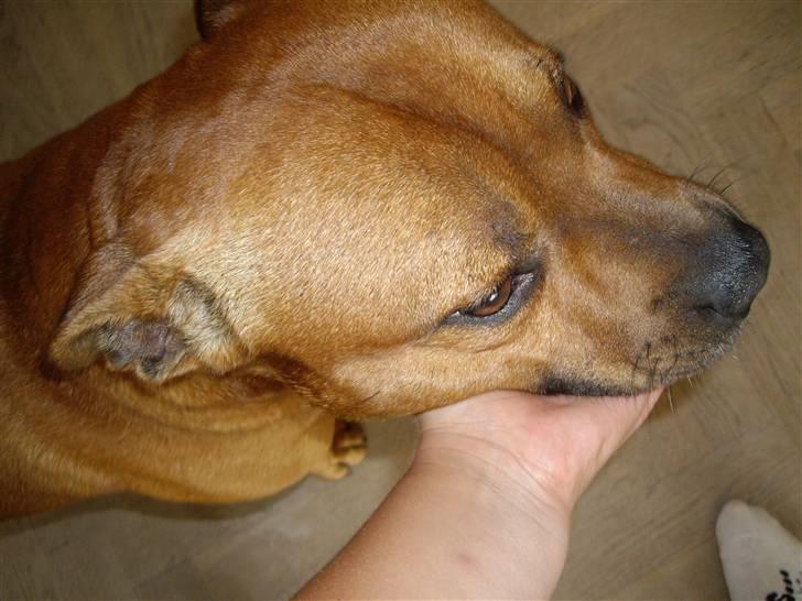 Staffordshire bull terrier Balou - Hovede <3 billede 19