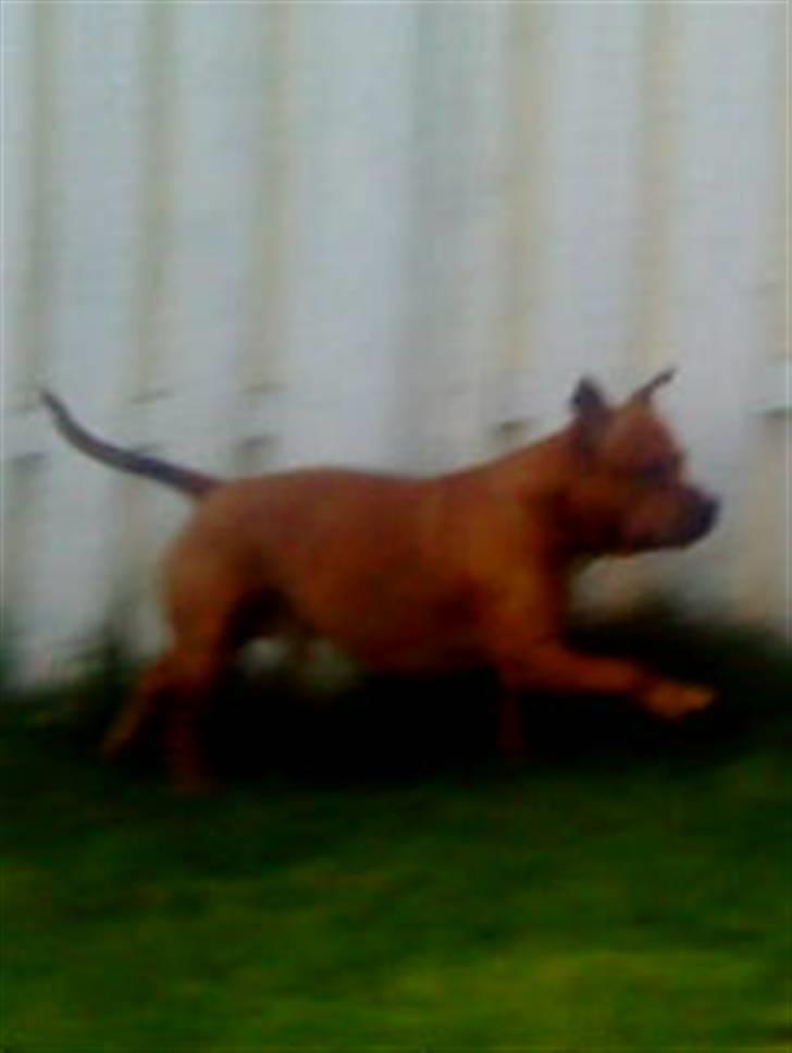 Staffordshire bull terrier Balou - og halen vifter og vifter op i luften (: billede 20