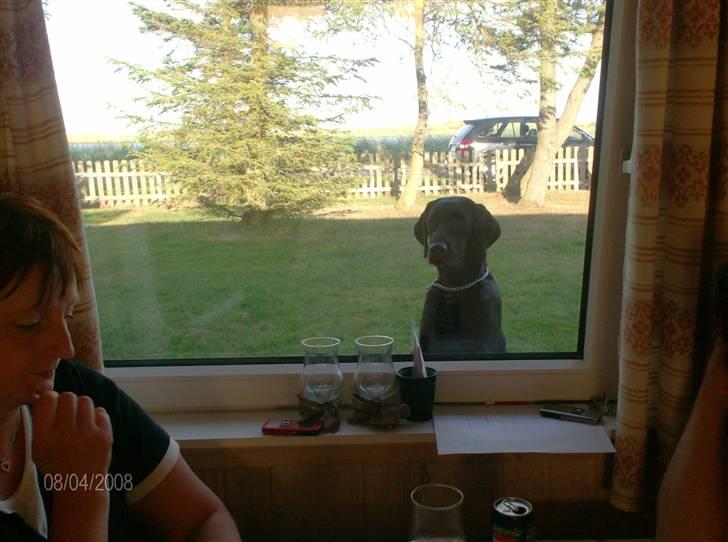 Labrador retriever malou billede 7