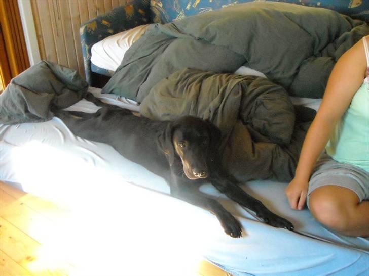 Labrador retriever malou billede 8