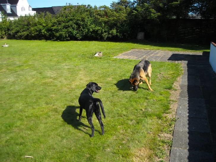 Labrador retriever malou billede 9