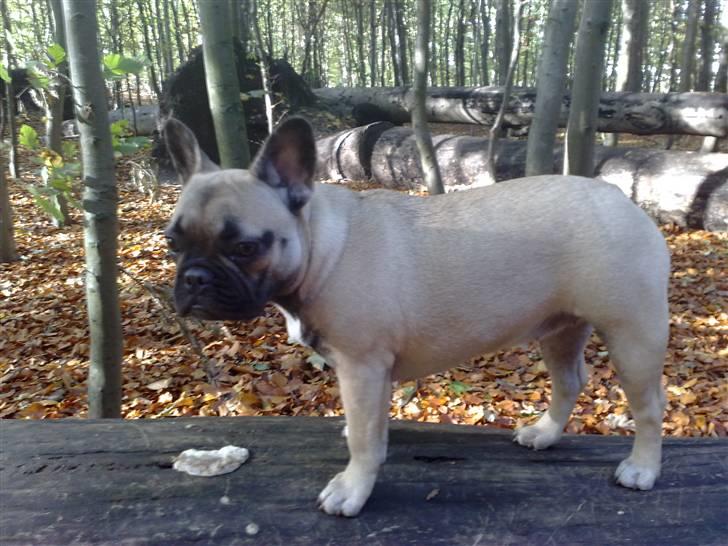 Fransk bulldog Tinga billede 6