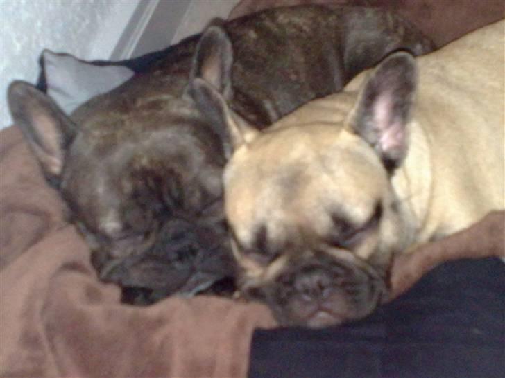 Fransk bulldog Tinga billede 7