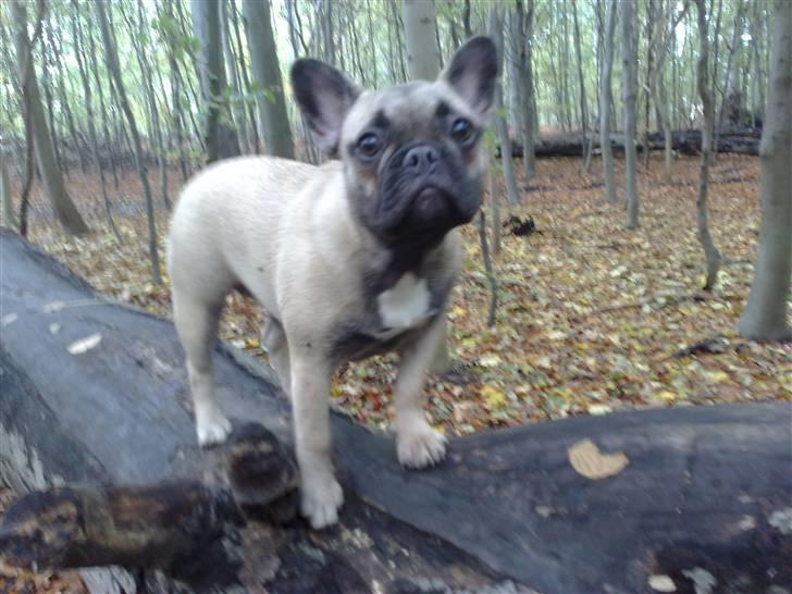 Fransk bulldog Tinga billede 8