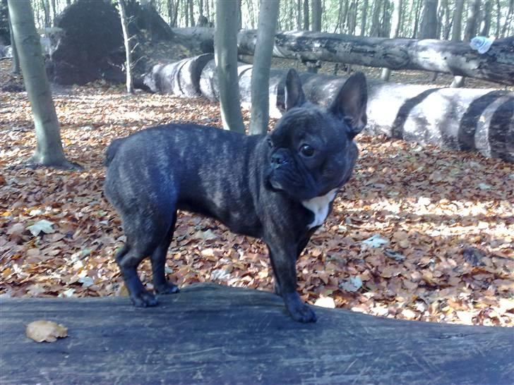 Fransk bulldog Bella billede 12