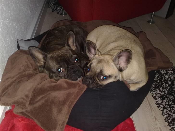 Fransk bulldog Bella billede 13