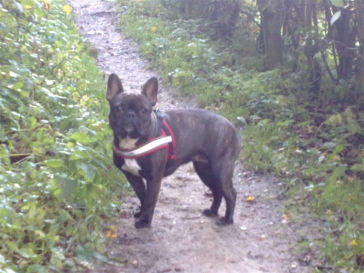 Fransk bulldog Bella billede 14