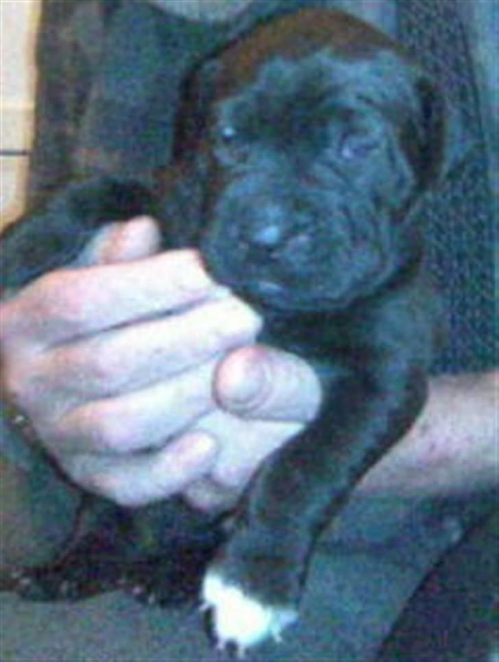 Blanding af racer amstaff/labradore   Kanzi - dejligt at blive nusset om billede 3