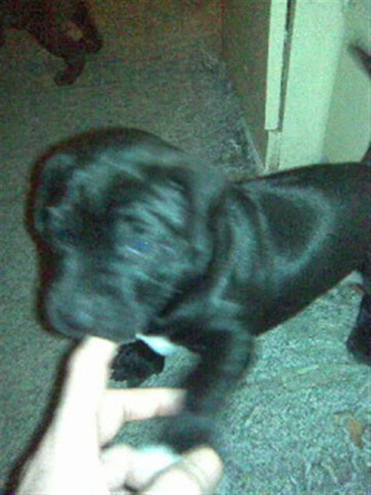 Blanding af racer amstaff/labradore   Kanzi - lige ud og lurer lidt af verden billede 4