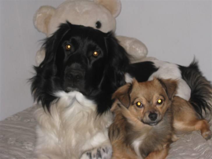 Chihuahua Gucci - Amigo & Gucci (: billede 6