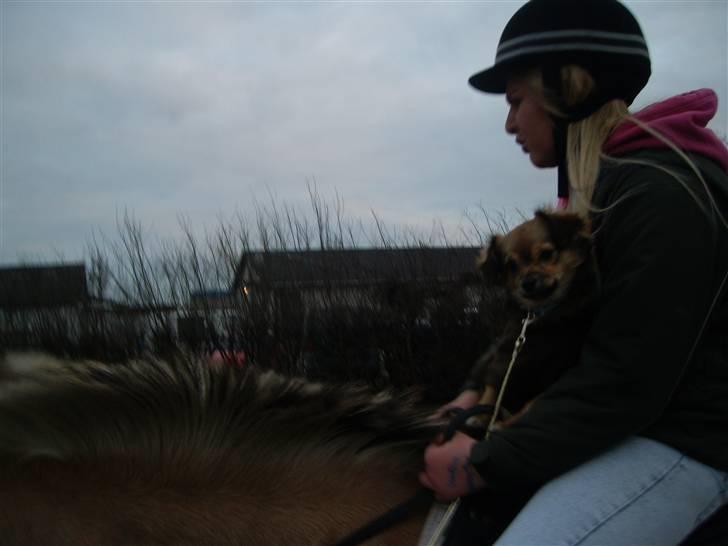 Chihuahua Gucci - Uden og ride på min hest ghandi med gucci billede 7