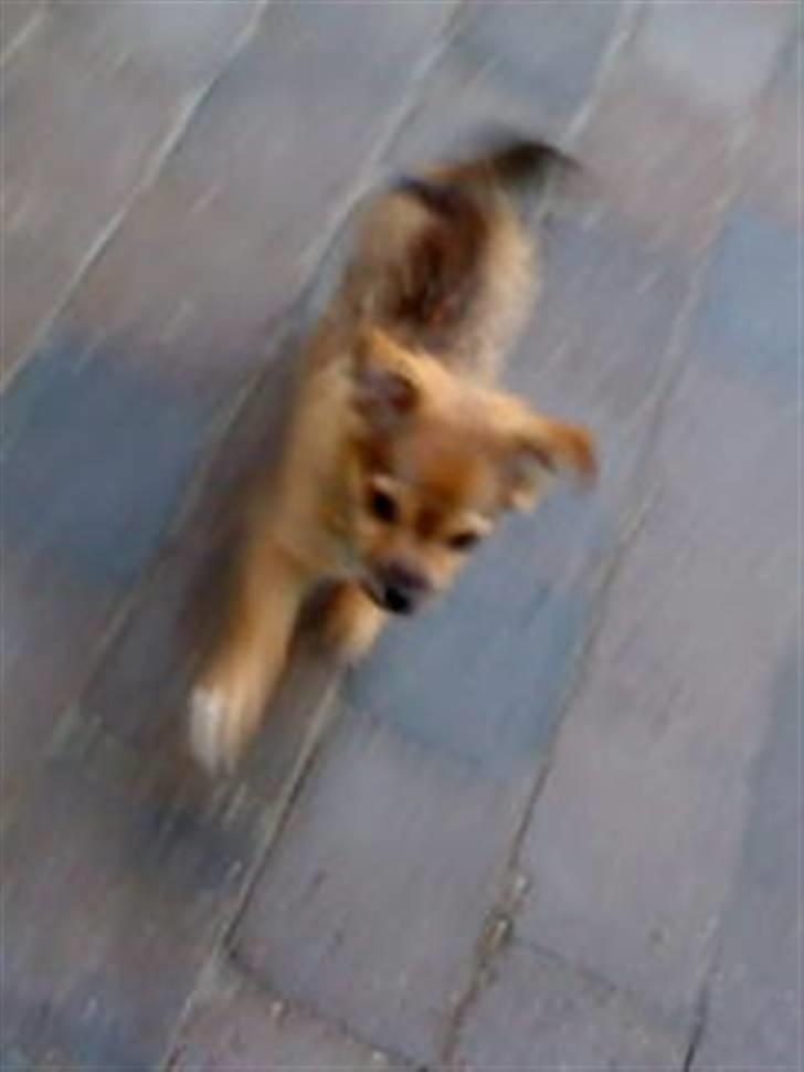 Chihuahua Gucci - Min lille hund som løber afsted billede 8