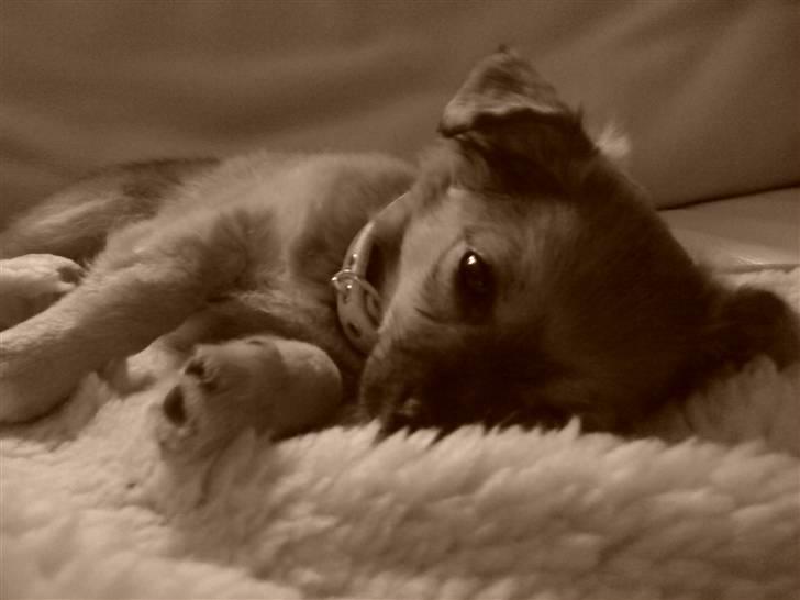 Chihuahua Gucci - min lille hundeberg som sover billede 9