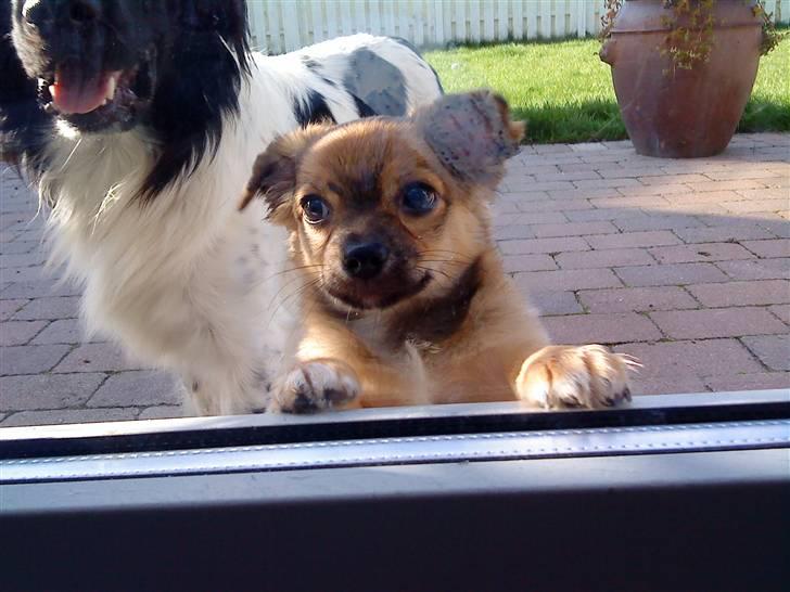 Chihuahua Gucci - min hund som vil ind (billede er taget igenem ruden) billede 10