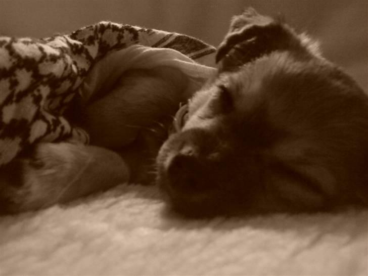 Chihuahua Gucci - min hund der ligger og hviler sig lidt <33 billede 11