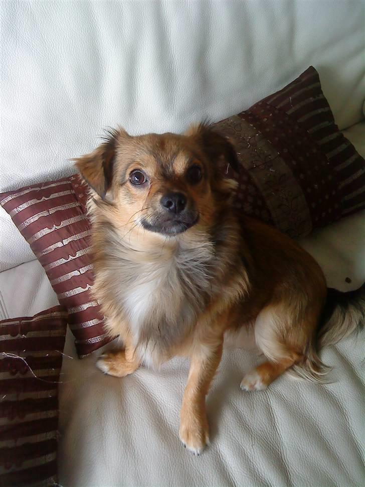 Chihuahua Gucci - hund (: nuuur billede 12