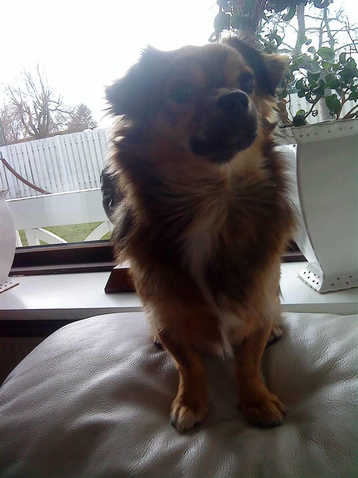 Chihuahua Gucci - Lille Gucci som er blevet stor :O billede 13