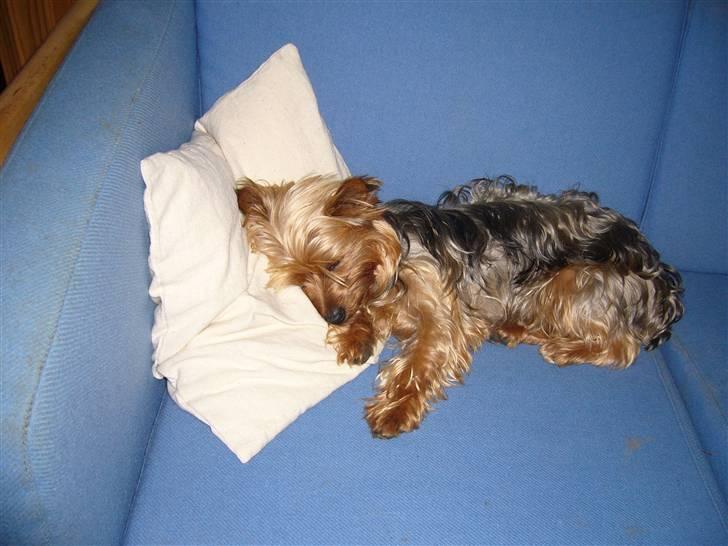Yorkshire terrier Fifi billede 8