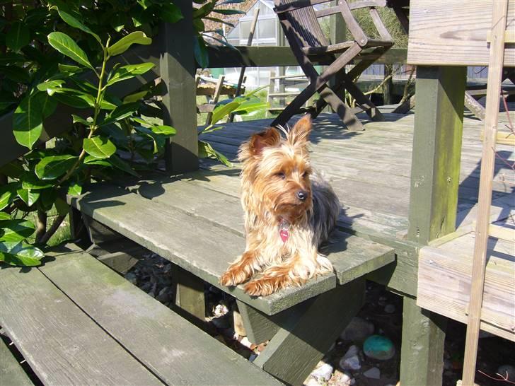 Yorkshire terrier Fifi billede 9