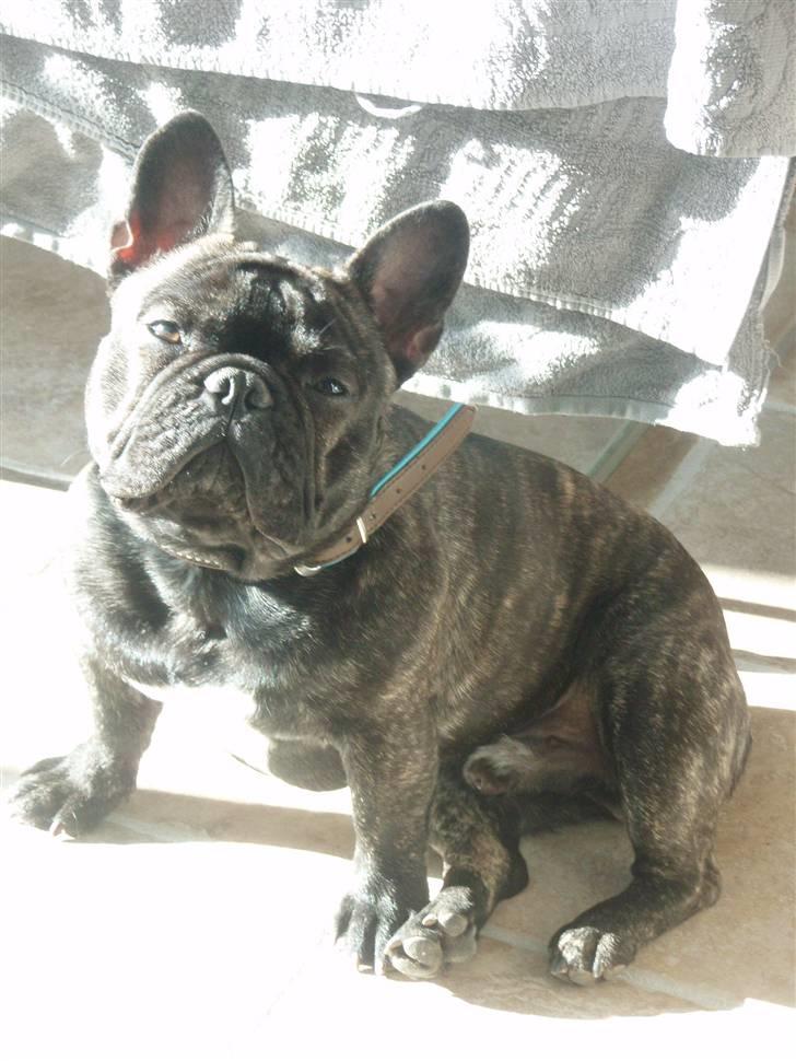 Fransk bulldog Albert billede 5