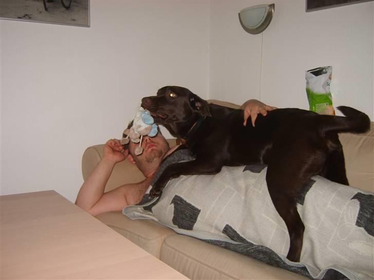 Labrador retriever Baloo billede 1