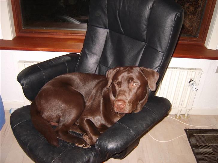 Labrador retriever Baloo billede 2