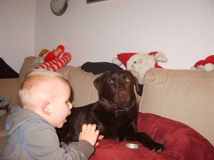 Labrador retriever Baloo billede 3