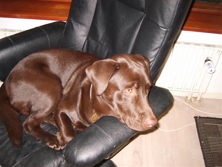 Labrador retriever Baloo billede 4