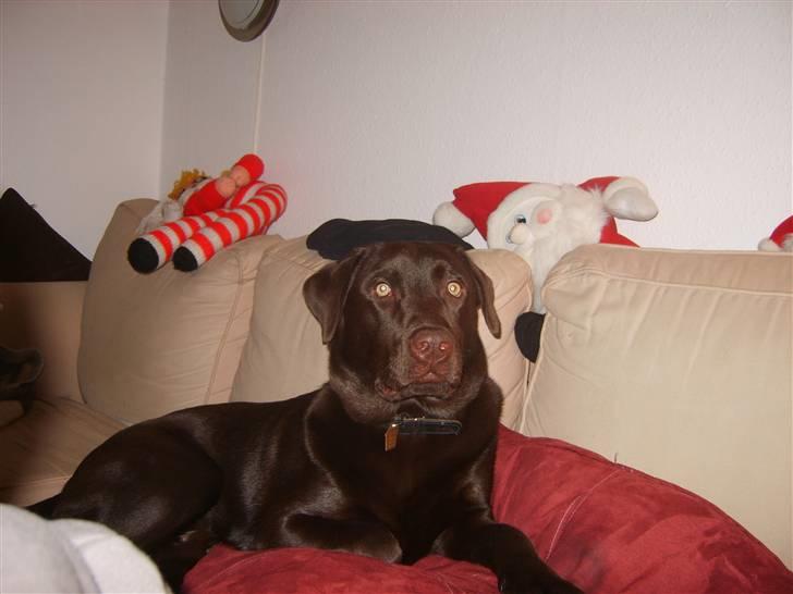 Labrador retriever Baloo billede 5