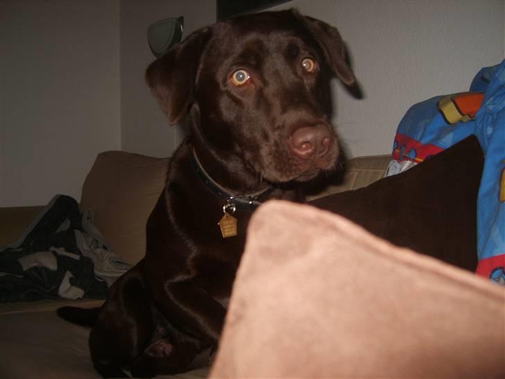 Labrador retriever Baloo billede 6