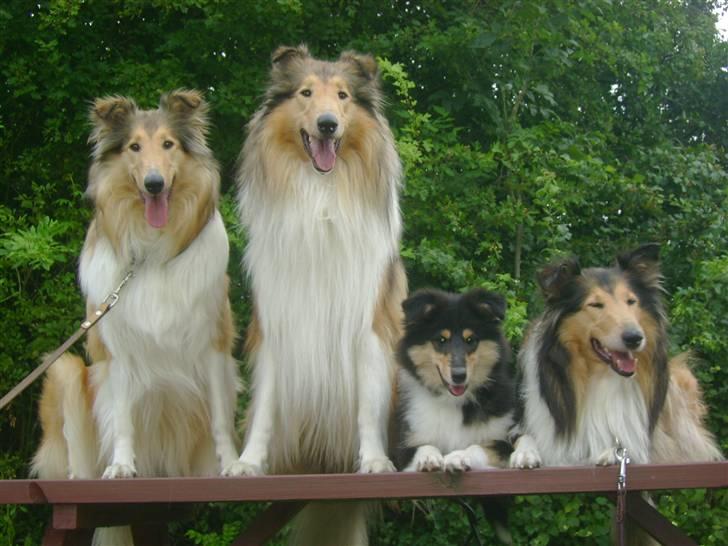 Collie langhåret Camelot -  1½ år. Med mor Vicky, søster Bella og lillebror Aengus. billede 15