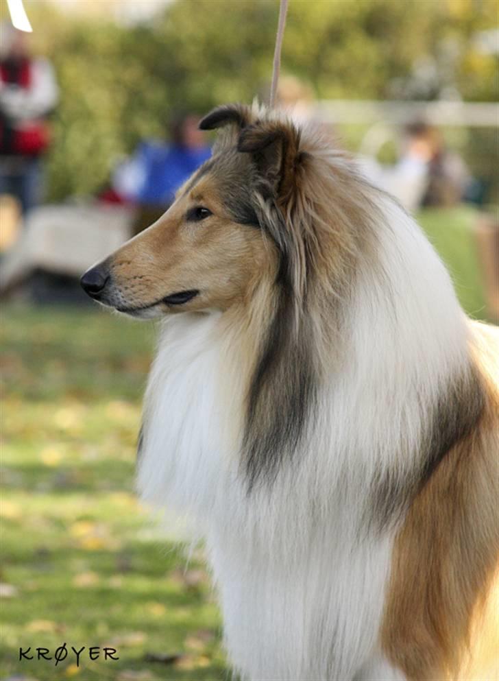 Collie langhåret Camelot - 1 år. Skue stigsbjergby. 08 billede 16