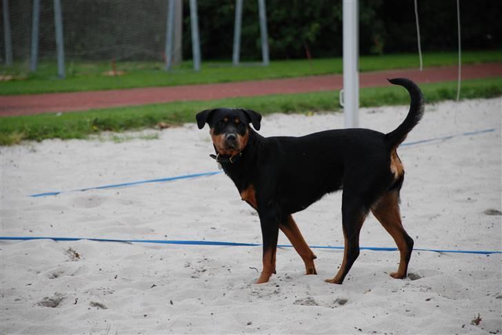 Rottweiler Lupa billede 13