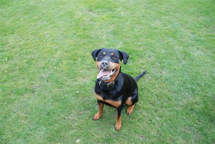 Rottweiler Lupa billede 14