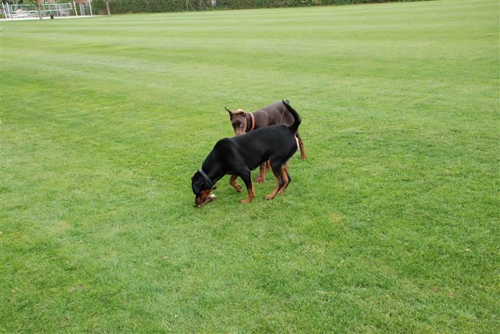 Rottweiler Lupa billede 15