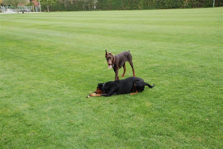 Rottweiler Lupa billede 16