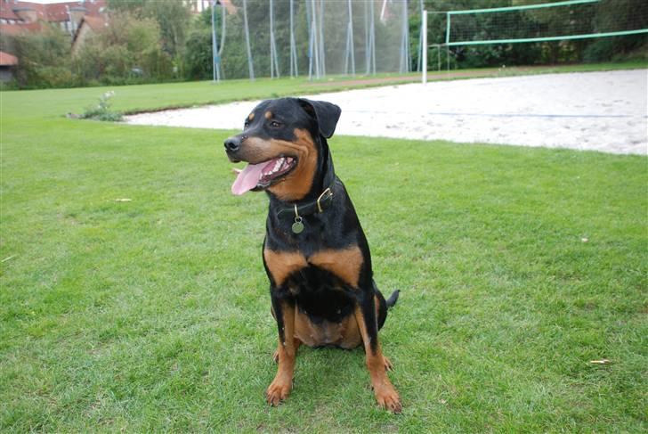 Rottweiler Lupa billede 17