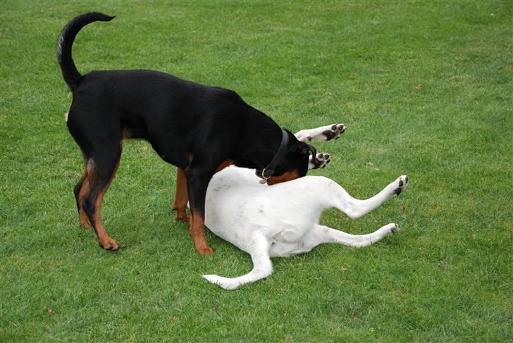 Rottweiler Lupa billede 18