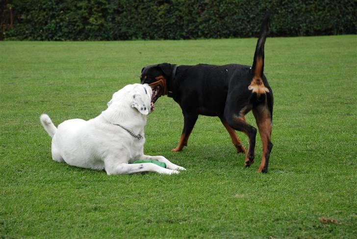 Rottweiler Lupa billede 19