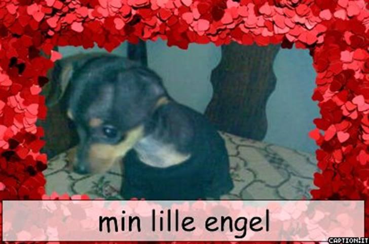 Dvaergpinscher dudu *DØD* billede 2